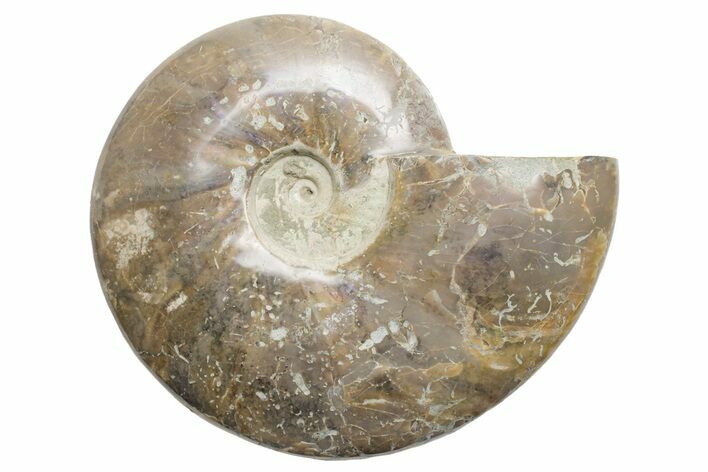 Polished Cretaceous Ammonite (Cleoniceras) Fossil - Madagascar #216113